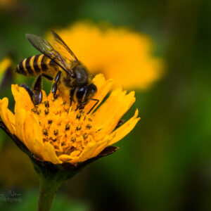 Honey Bee on Yellow Flower